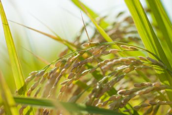 無農薬無化学肥料米